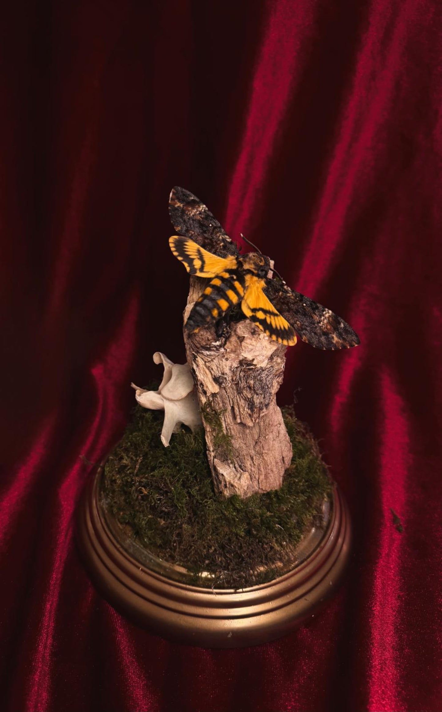 moth on wood