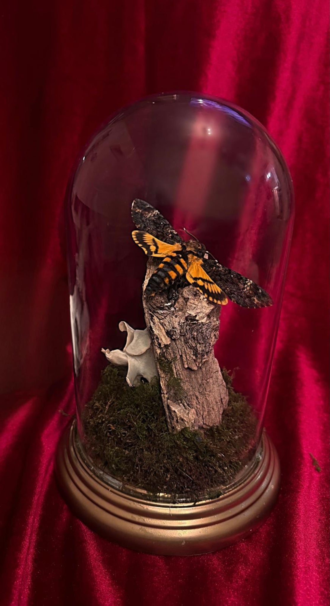 moth in dome