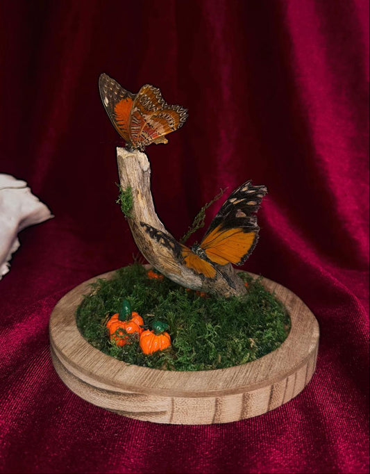 Butterflies on a wooden stand with greenery against a red fabric background