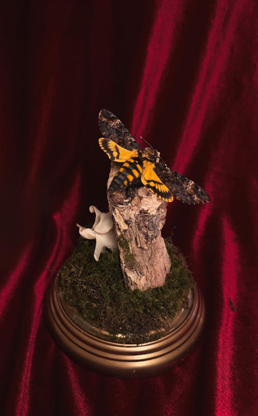 moth on wood